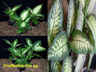 Dieffenbachia sp.jpg